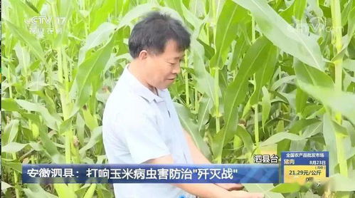 主流媒体看泗县 打响玉米病虫害防治 歼灭战 泗县 志愿夫妻档 传播正能量